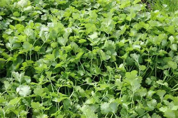 香菜的病虫害防治 香菜的病虫害防治