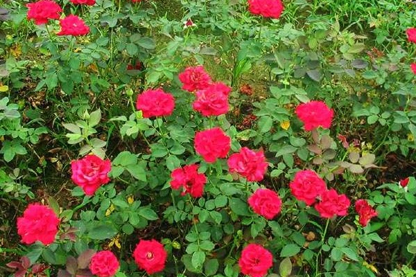 丰花月季的病虫害防治 丰花月季的病虫害防治