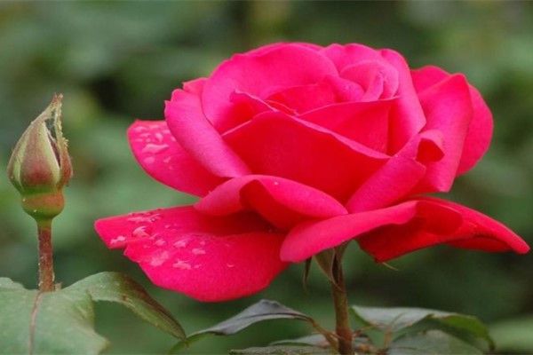 香水月季怎么繁殖- 花百科