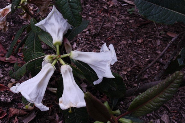 百合花杜鹃的病虫害防治 百合花杜鹃的病虫害防治