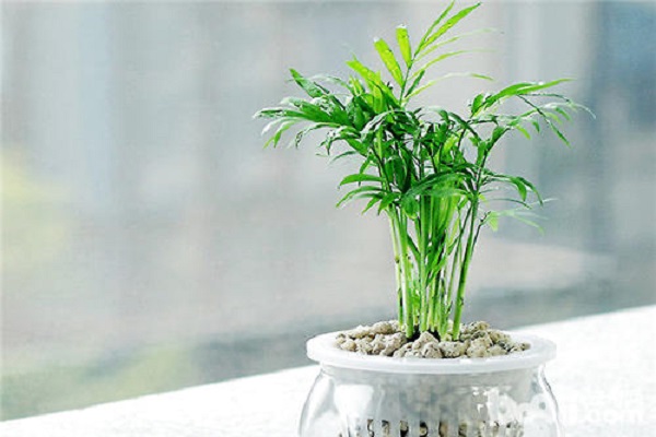 袖珍椰子多久浇一次水 袖珍椰子多久浇一次水