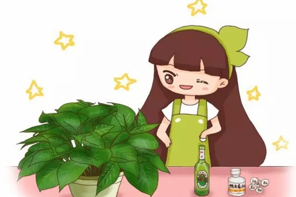 啤酒浇花加片药,绿萝3天蹿上墙,长寿能开4、5次! 啤酒浇花加片药,绿萝3天蹿上墙,长寿能开4、5次!