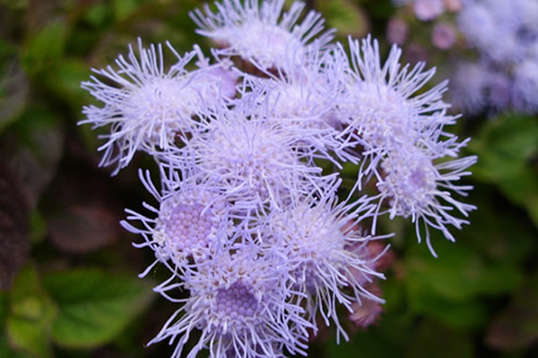 藿香蓟什么时候开花 藿香蓟什么时候开花