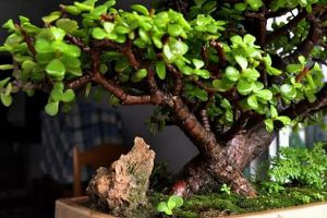 金枝玉叶长白虫子怎么办