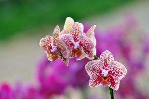 元旦送花小常识