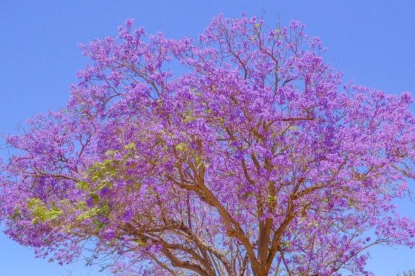 蓝花楹什么时候开花 蓝花楹什么时候开花
