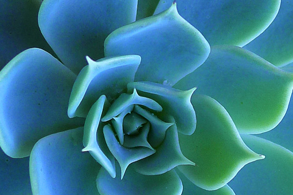 石莲花的四季养护方法 石莲花的四季养护方法