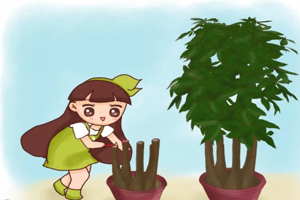 黄叶快死的花,滴上两滴蜡,新芽呼呼冒!