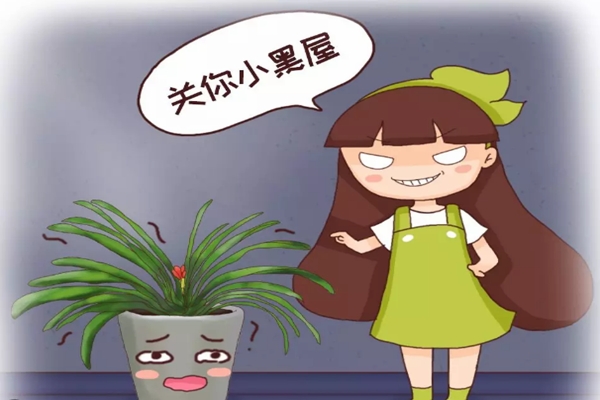 君子兰年年夹箭,关小黑屋、浇点酒,花箭竟5天钻出来! 君子兰年年夹箭,关小黑屋、浇点酒,花箭竟5天钻出来!