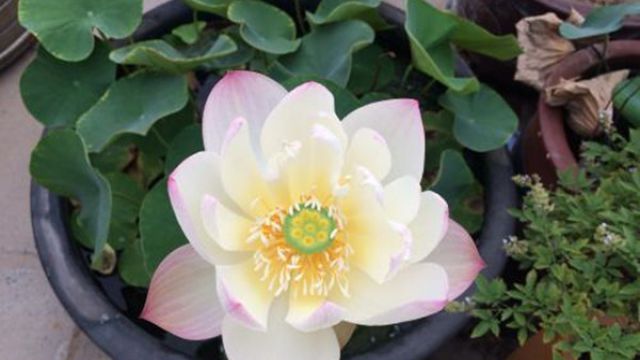 碗莲可以一直水养吗? 水培碗莲需要注意什么?