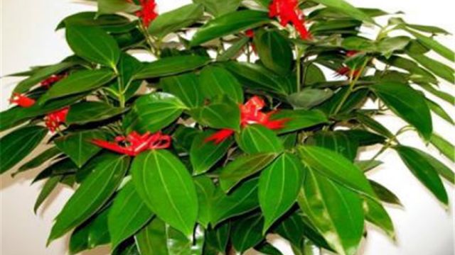 平安树怎么养才茂盛