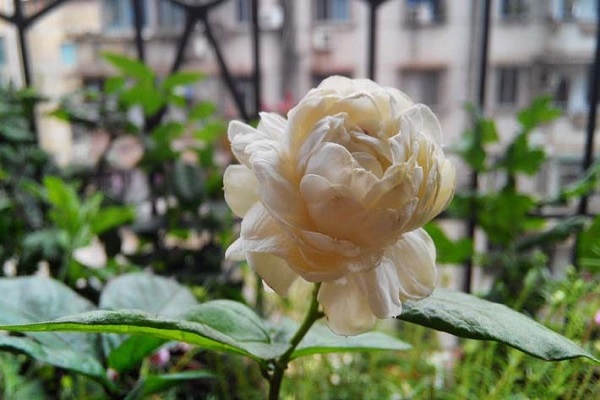 虎头茉莉冬天怎么养 虎头茉莉冬天怎么养