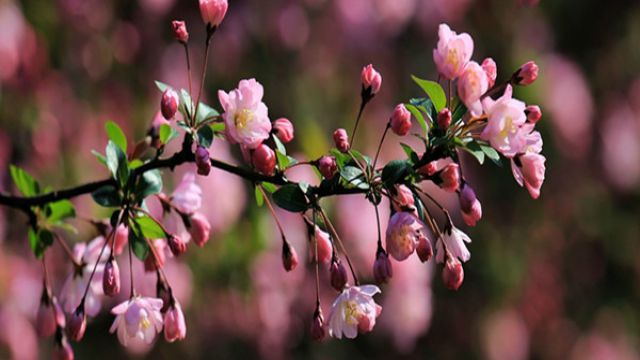 海棠花叶子干枯怎么办 海棠花叶子干枯怎么办