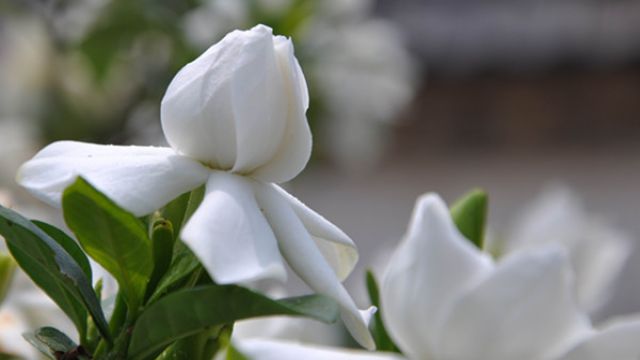 栀子花烂根怎么处理 栀子花烂根怎么处理