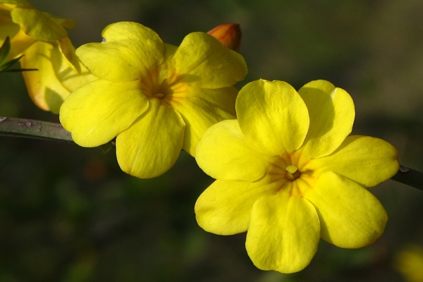 迎春花花期及其养护 迎春花花期及其养护