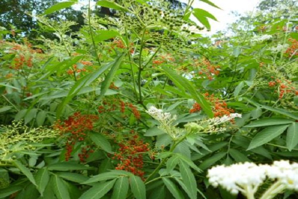 接骨草的病虫害防治 接骨草的病虫害防治