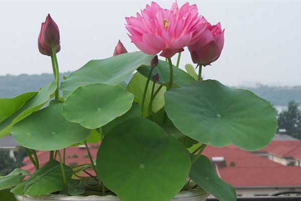 碗莲如何水培 碗莲如何水培