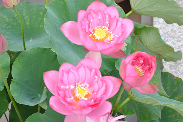 碗莲怎么入泥定植 碗莲怎么入泥定植