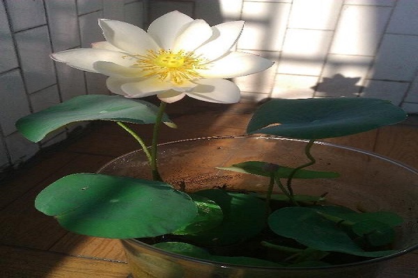 如何让碗莲开花 如何让碗莲开花