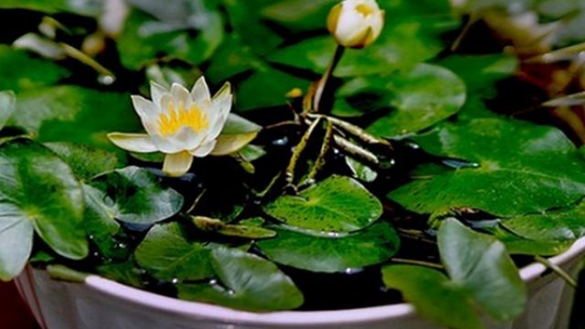 碗莲可以用沙子养吗? 碗莲可以用沙子养吗?