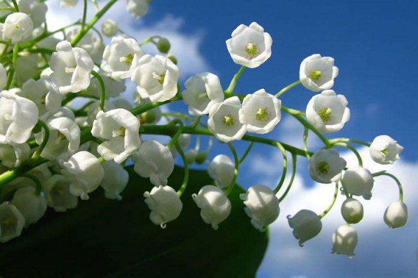 铃兰花可以水培吗? 铃兰花可以水培吗?