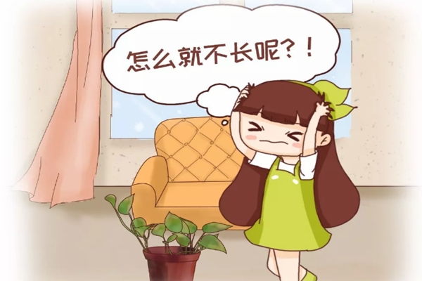绿萝君子兰…长太慢?学2招,蹭蹭爬上墙,叶子绿得冒油! 绿萝君子兰…长太慢?学2招,蹭蹭爬上墙,叶子绿得冒油!