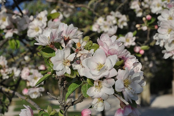 海棠花怎么延长花期 海棠花怎么延长花期