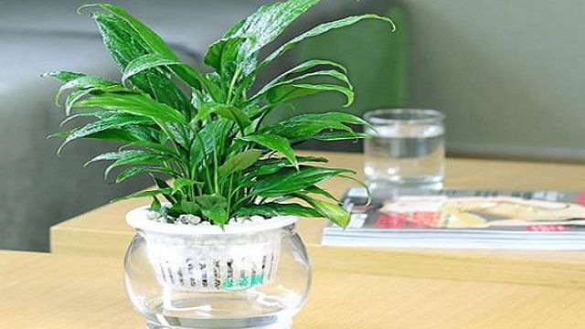 水培白掌叶子发黄怎么办 水培白掌叶子发黄怎么办