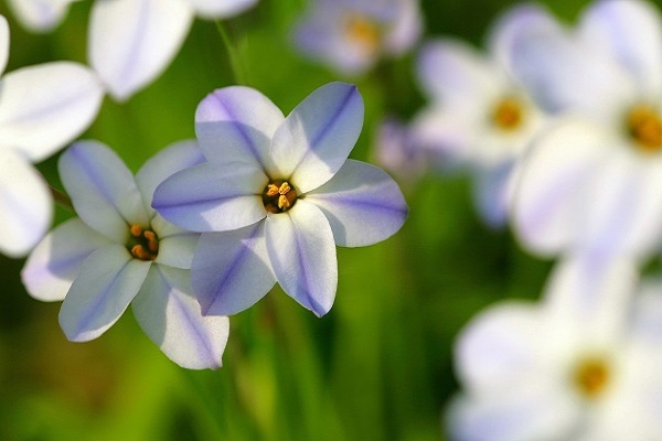 百合花可以打顶吗 百合花可以打顶吗