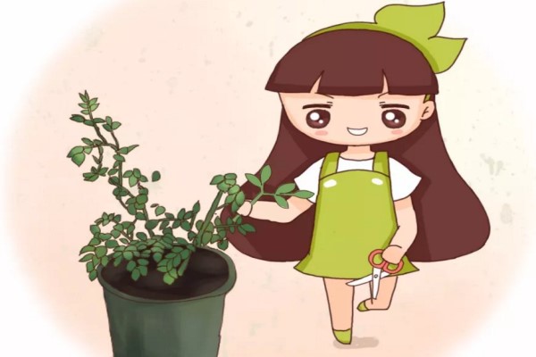 现在给花一掐一埋,1个枝开10朵,想不爆盆都难! 现在给花一掐一埋,1个枝开10朵,想不爆盆都难!