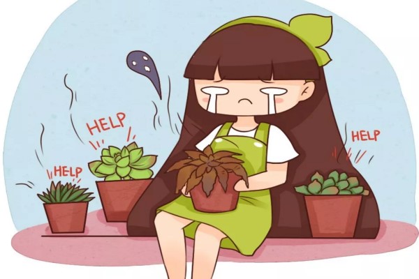 这15种多肉,春天不这么浇水,等着死翘翘吧! 这15种多肉,春天不这么浇水,等着死翘翘吧!