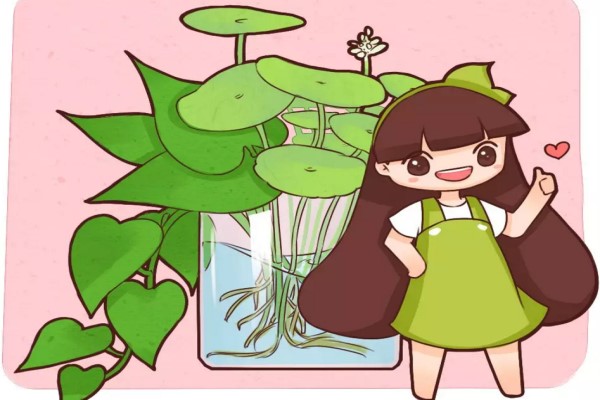 水培瓶里撒点它花草10年不黄叶长疯了