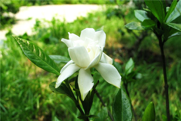 栀子花什么时候发芽 栀子花什么时候发芽