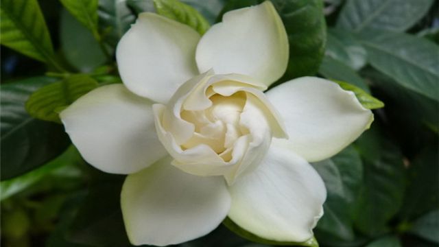 栀子花用什么土最好 栀子花用什么土最好