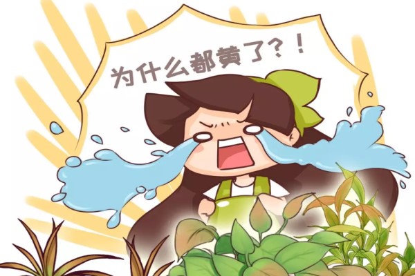 绿萝文竹总发黄?1招让它绿油油! 绿萝文竹总发黄?1招让它绿油油!
