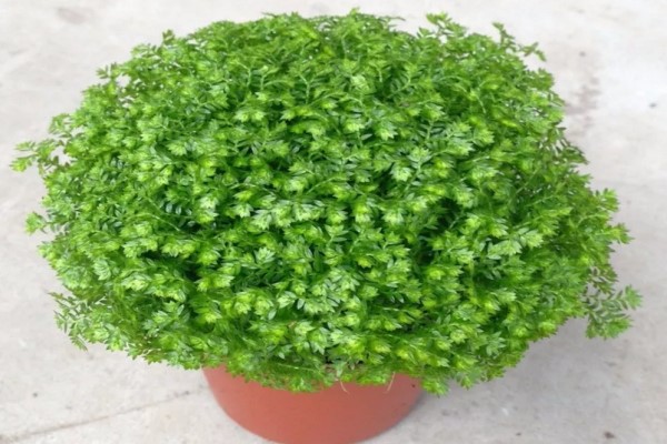 婆婆买了1盆花,公公非说是香菜要给吃了,拦都拦不住! 婆婆买了1盆花,公公非说是香菜要给吃了,拦都拦不住!