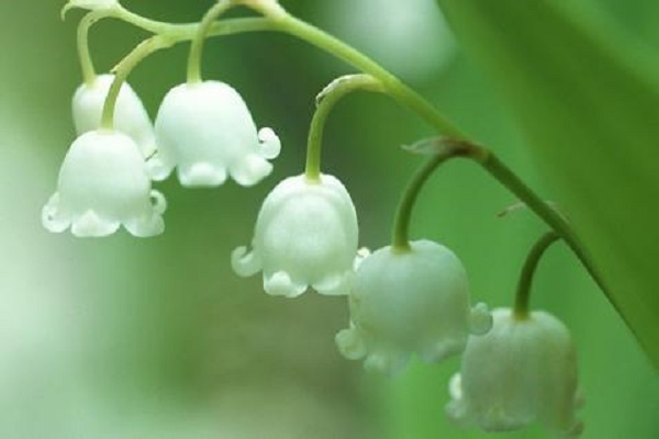 铃兰开花后怎么办 铃兰开花后怎么办
