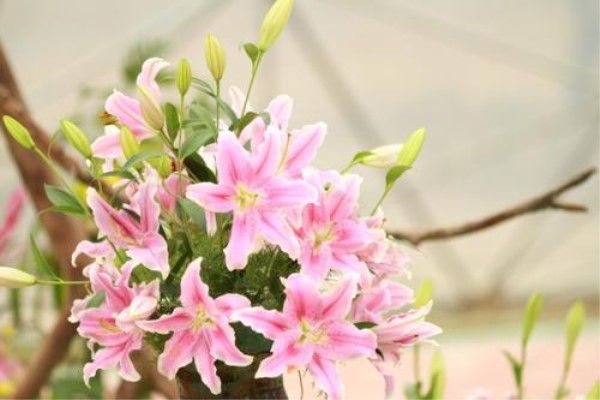 香水百合花谢后怎么办 香水百合花谢后怎么办