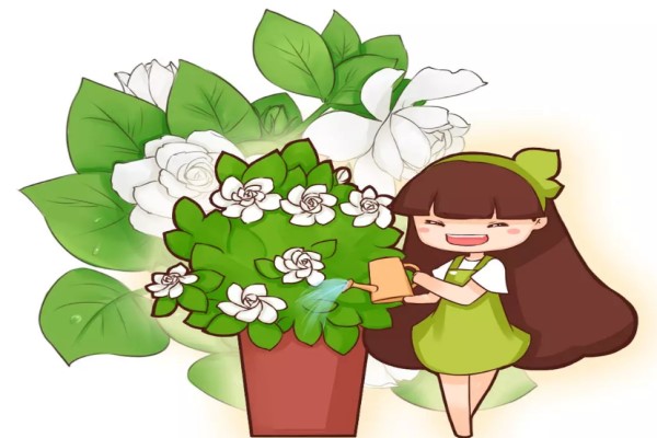 长寿茶花君子兰…用了这一招,花朵开的像瀑布,美爆了! 长寿茶花君子兰…用了这一招,花朵开的像瀑布,美爆了!