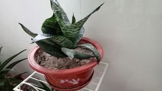 虎皮兰多久浇一次水 虎皮兰多久浇一次水
