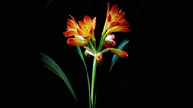 君子兰用什么肥料最好