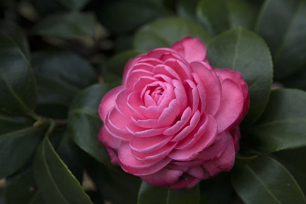茶花能养在室内吗 茶花能养在室内吗