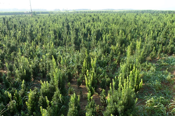 曼地亚红豆杉用什么土壤 曼地亚红豆杉用什么土壤