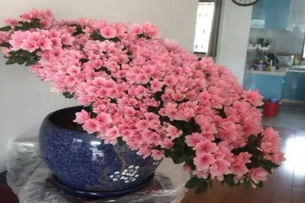 100年的杜鹃开花千朵,15年的三角梅8层楼高,咋养的? 100年的杜鹃开花千朵,15年的三角梅8层楼高,咋养的?