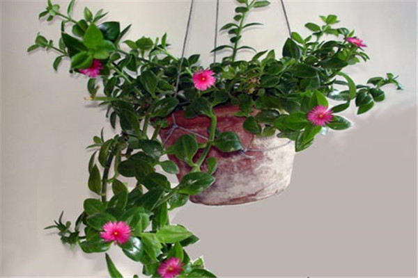 牡丹吊兰什么时候开花 牡丹吊兰什么时候开花