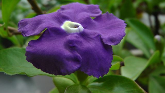 双色茉莉什么时候换盆 双色茉莉什么时候换盆