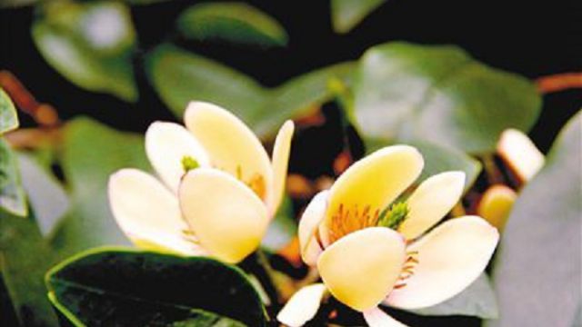 含笑花叶子发黑怎么办 含笑花叶子发黑怎么办