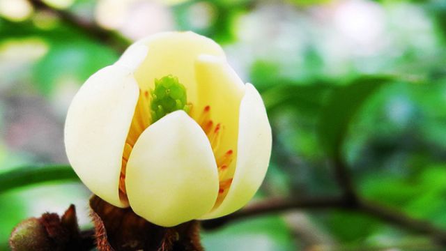 含笑花叶子枯萎怎么办 含笑花叶子枯萎怎么办