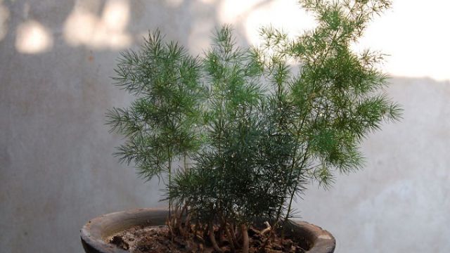 蓬莱松有毒吗 蓬莱松有毒吗