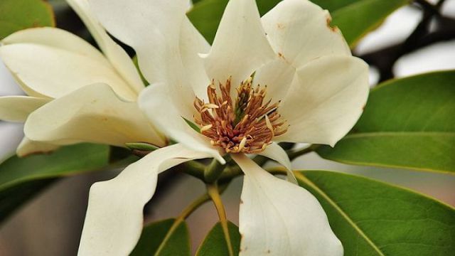 深山含笑烂根怎么办 深山含笑烂根怎么办